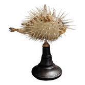 Cabinet of Curiosities naturalized fish diodon holocanthus on base