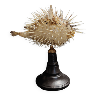 Cabinet of Curiosities naturalized fish diodon holocanthus on base