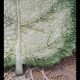 Cabbage leaf plate Barbotine