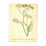 Old illustration 1959 - Fennel - Vintage herbarium illustration
