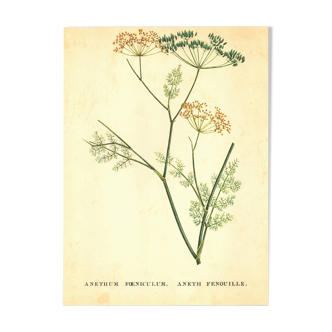 Old illustration 1959 - Fennel - Vintage herbarium illustration