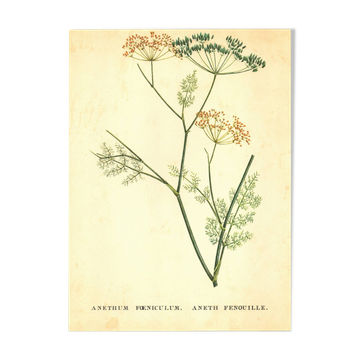 Old illustration 1959 - Fennel - Vintage herbarium illustration