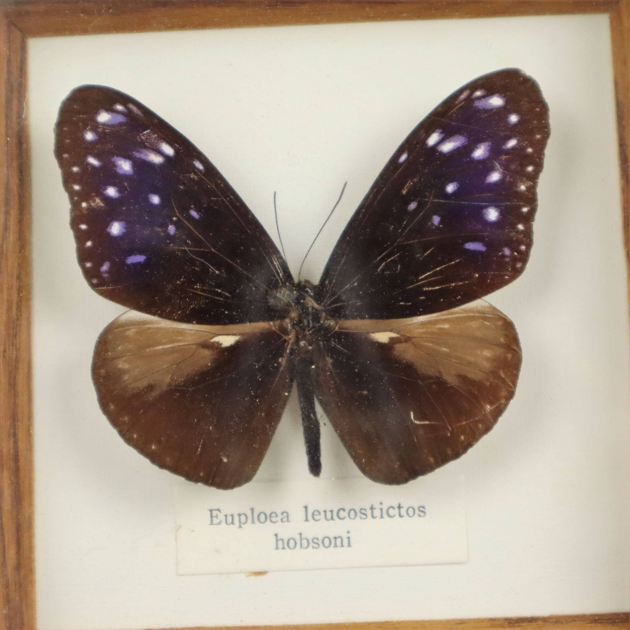 Framed Tropical Butterfly Gold Frame Asia Taxidermy 15cm