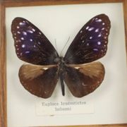 Framed Tropical Butterfly Gold Frame Asia Taxidermy 15cm