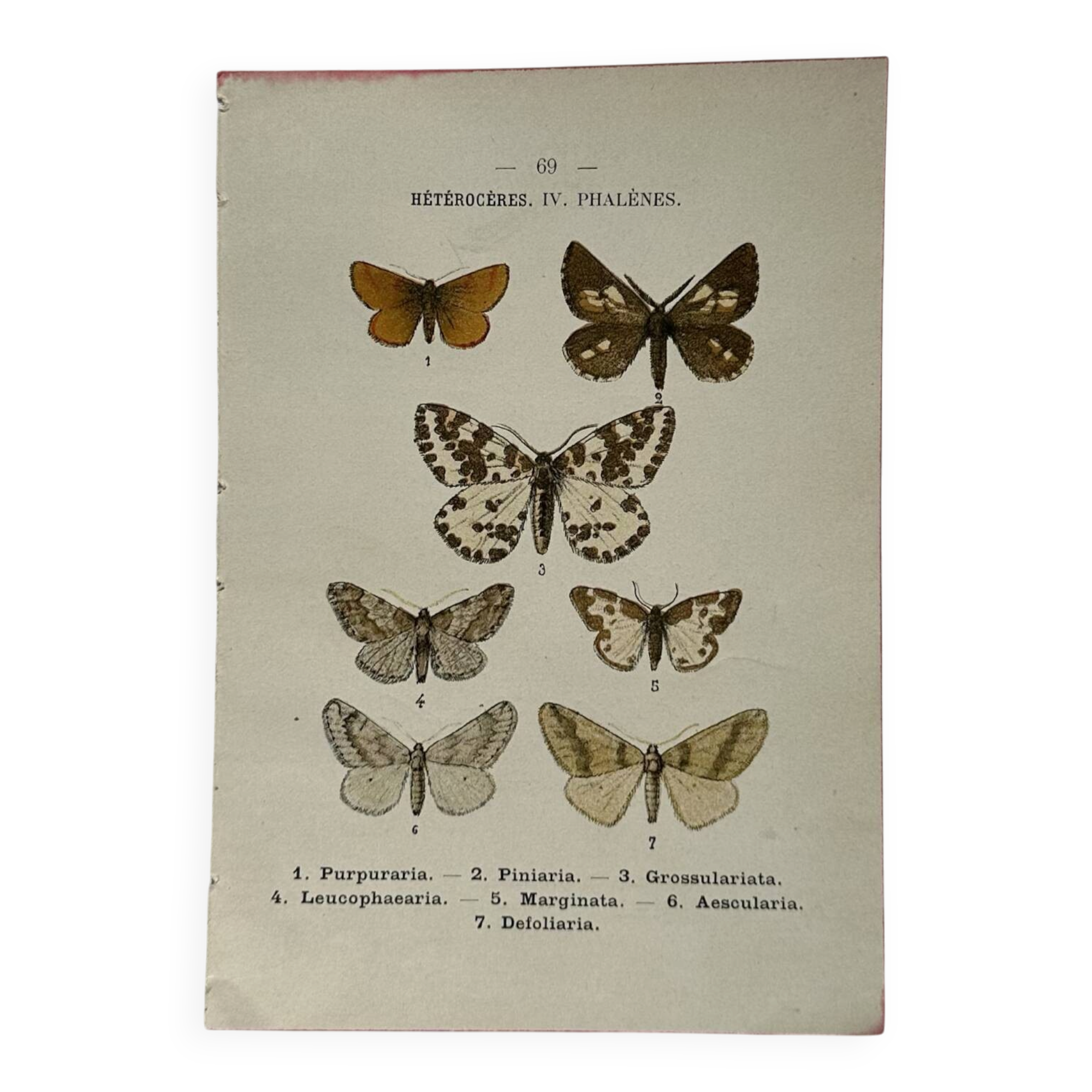 Gravure botanique papillons double face planche naturaliste Eau forte