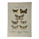 Gravure botanique papillons double face planche naturaliste Eau forte