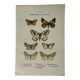 Botanical engraving double-sided butterflies naturalist plate etching