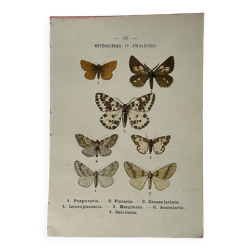 Botanical engraving double-sided butterflies naturalist plate etching