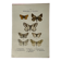 Gravure botanique papillons double face planche naturaliste Eau forte