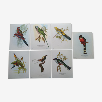 7 gravures d'oiseaux perruches soui-manga trogon
