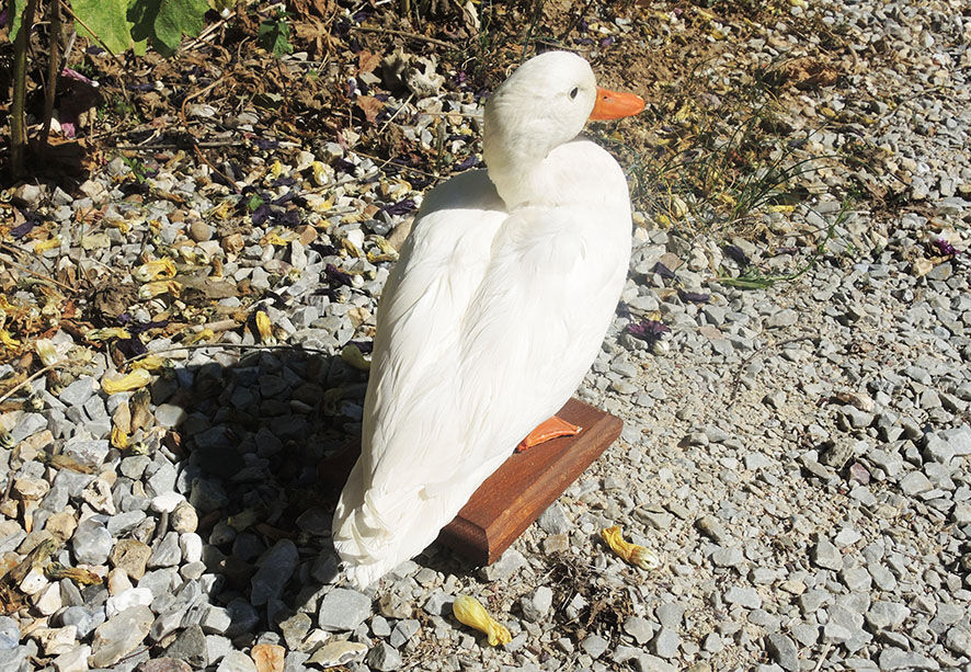 Antique stuffed/albino mallard duck