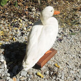Antique stuffed/albino mallard duck