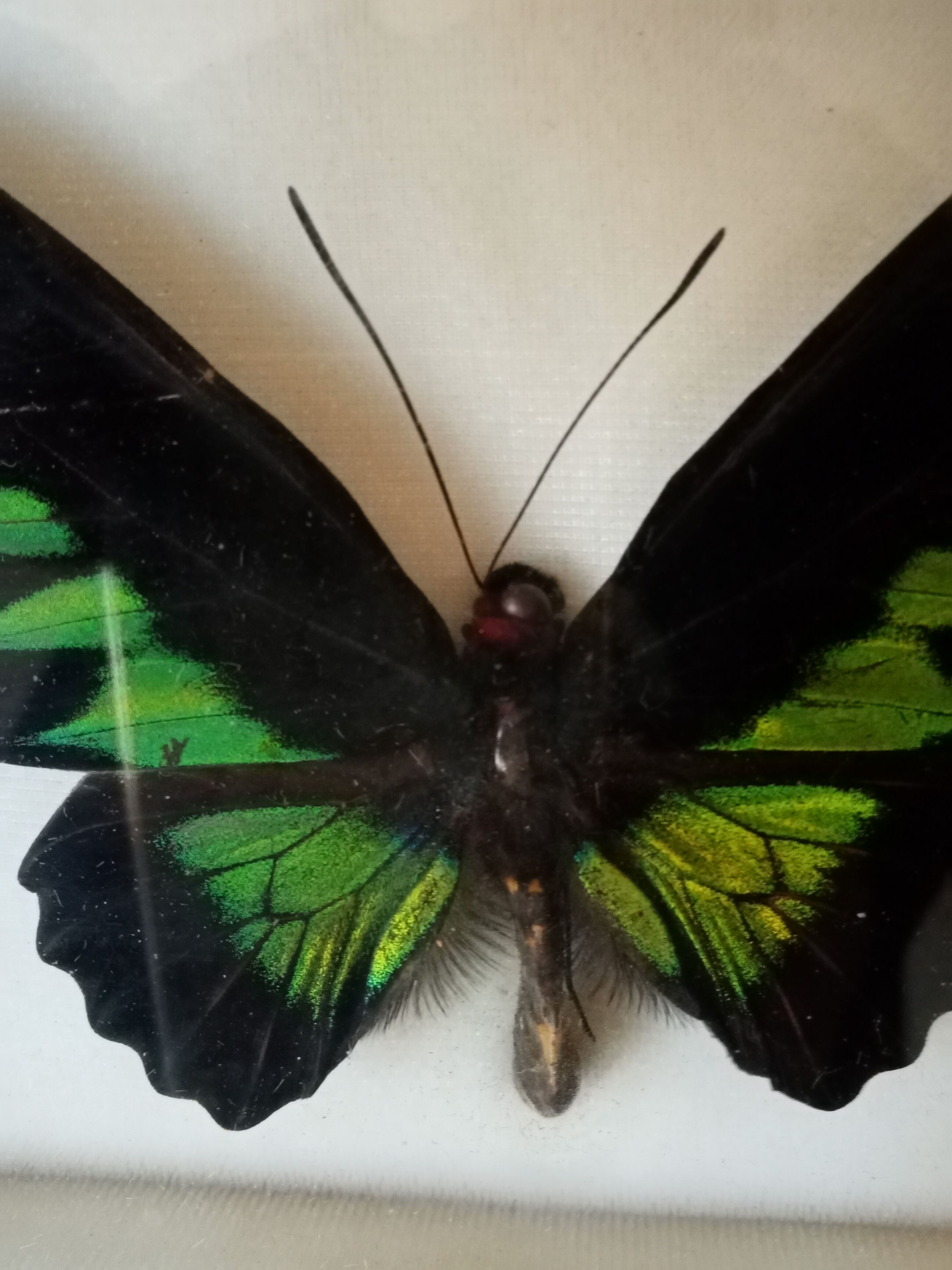 Exotic butterfly frame