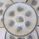 4 oyster plates Moulin des Loups 2106174