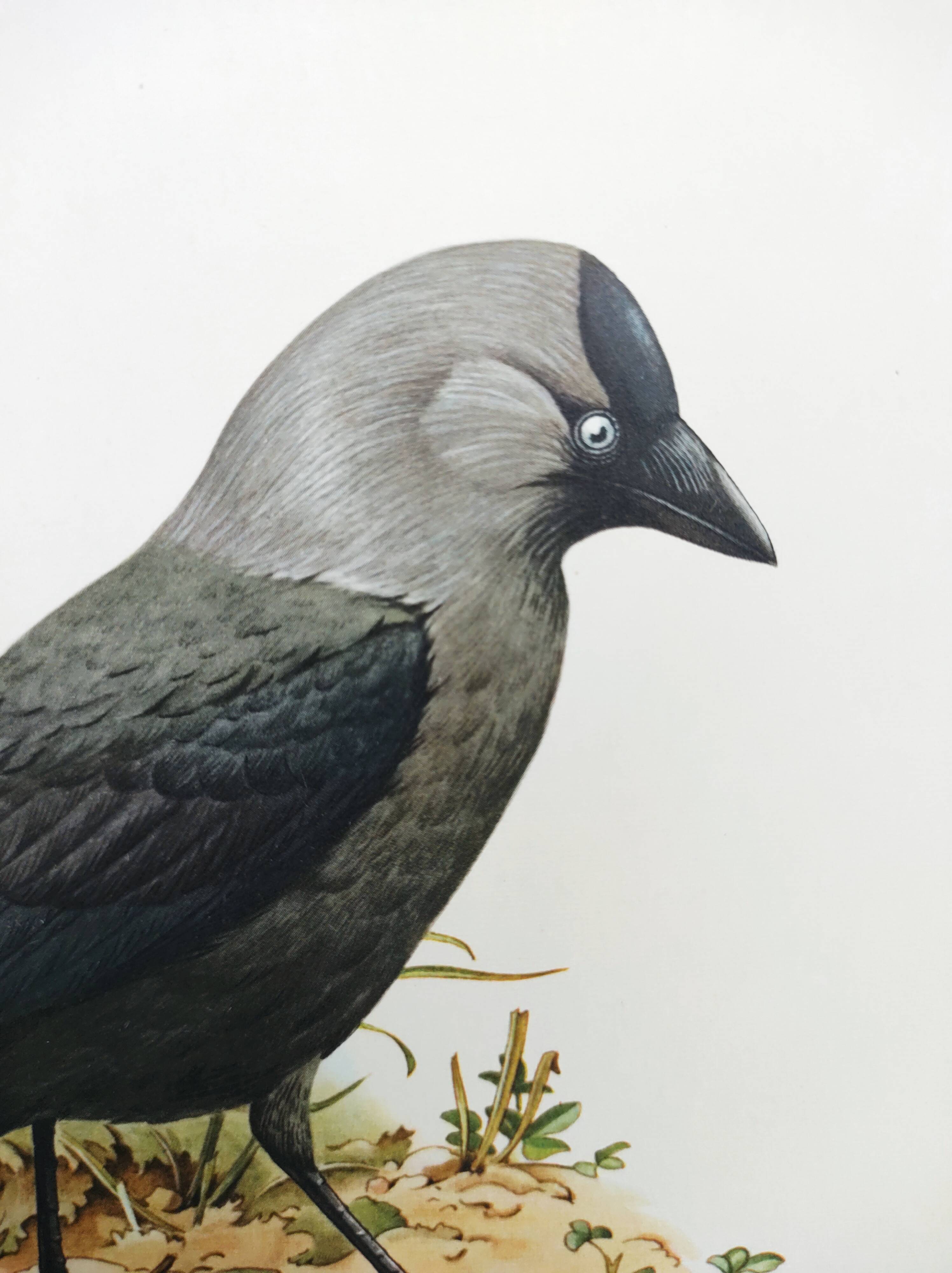 Bird board 1960s - Jackdaw - Vintage zoological and ornithological illustration