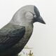 Bird board 1960s - Jackdaw - Vintage zoological and ornithological illustration