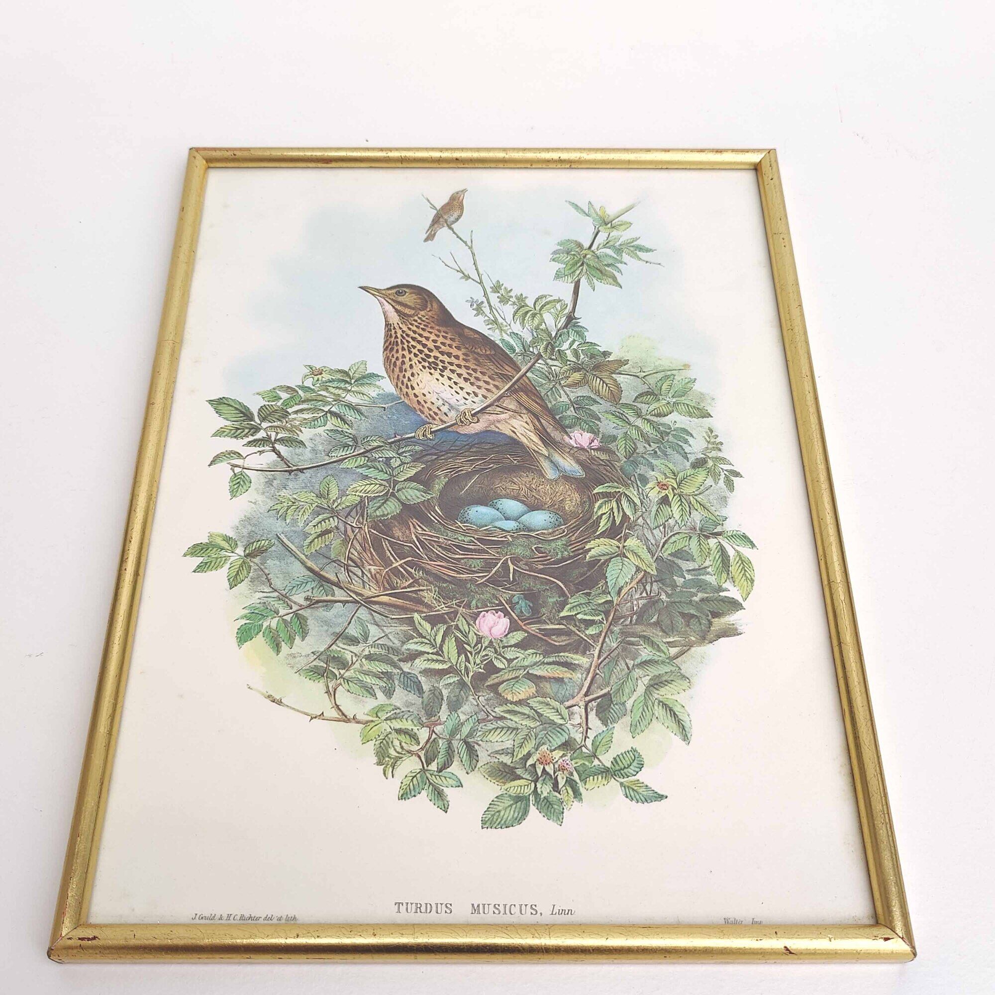 Vintage bird's nest lithograph by J. Gould and H-C Richter golden frame
