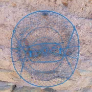 Grand panier de pêche ou récolte ancien 