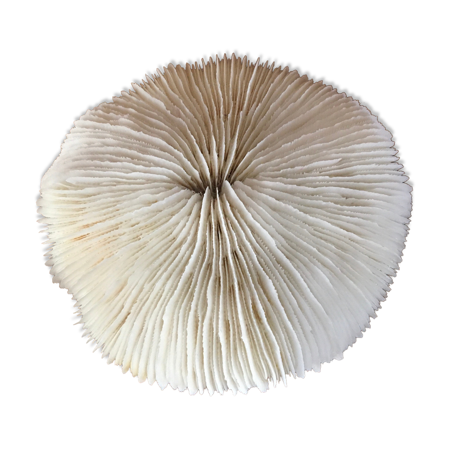 Coral, 13 cm
