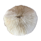 Coral, 13 cm