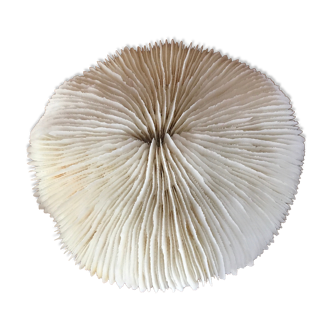 Coral, 13 cm
