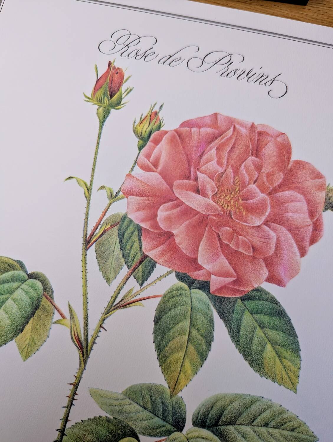 Botanical plate Rose of Provins