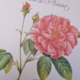 Botanical plate Rose of Provins