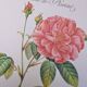Botanical plate Rose of Provins
