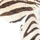 Tapis en peau de zèbre vintage – Peau d'animal africaine authentique – Décoration intérieure