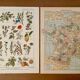 Reserved Noémie - Set of 2 illustrated boards from the 20th century.