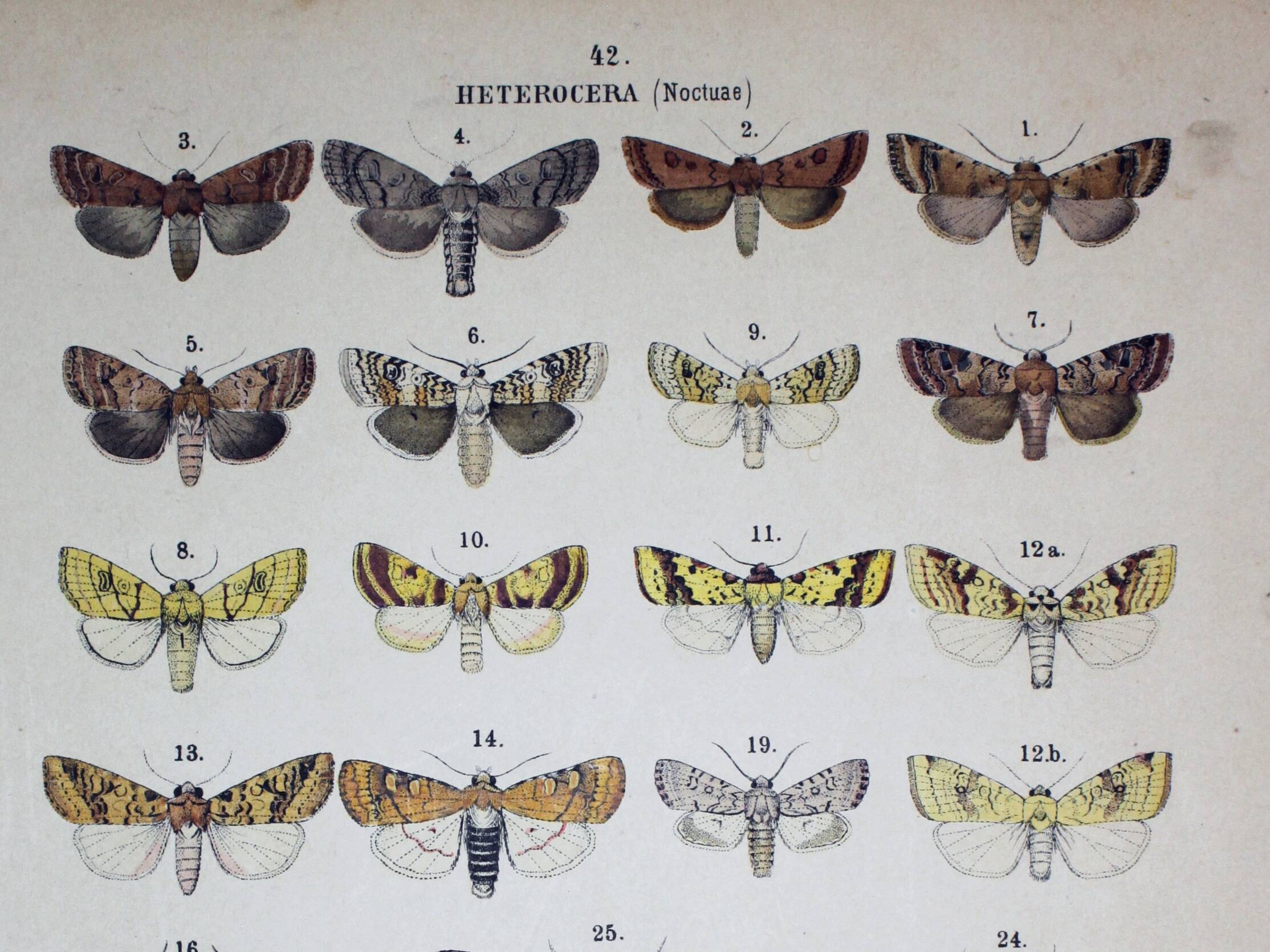 Antique Lithograph of Butterflies from 1887 - Pistacina - Vintage Engraving