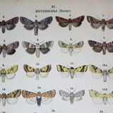 Antique Lithograph of Butterflies from 1887 - Pistacina - Vintage Engraving