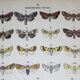 Lithographie ancienne de Papillons de 1887 - Pistacina - Gravure Vintage