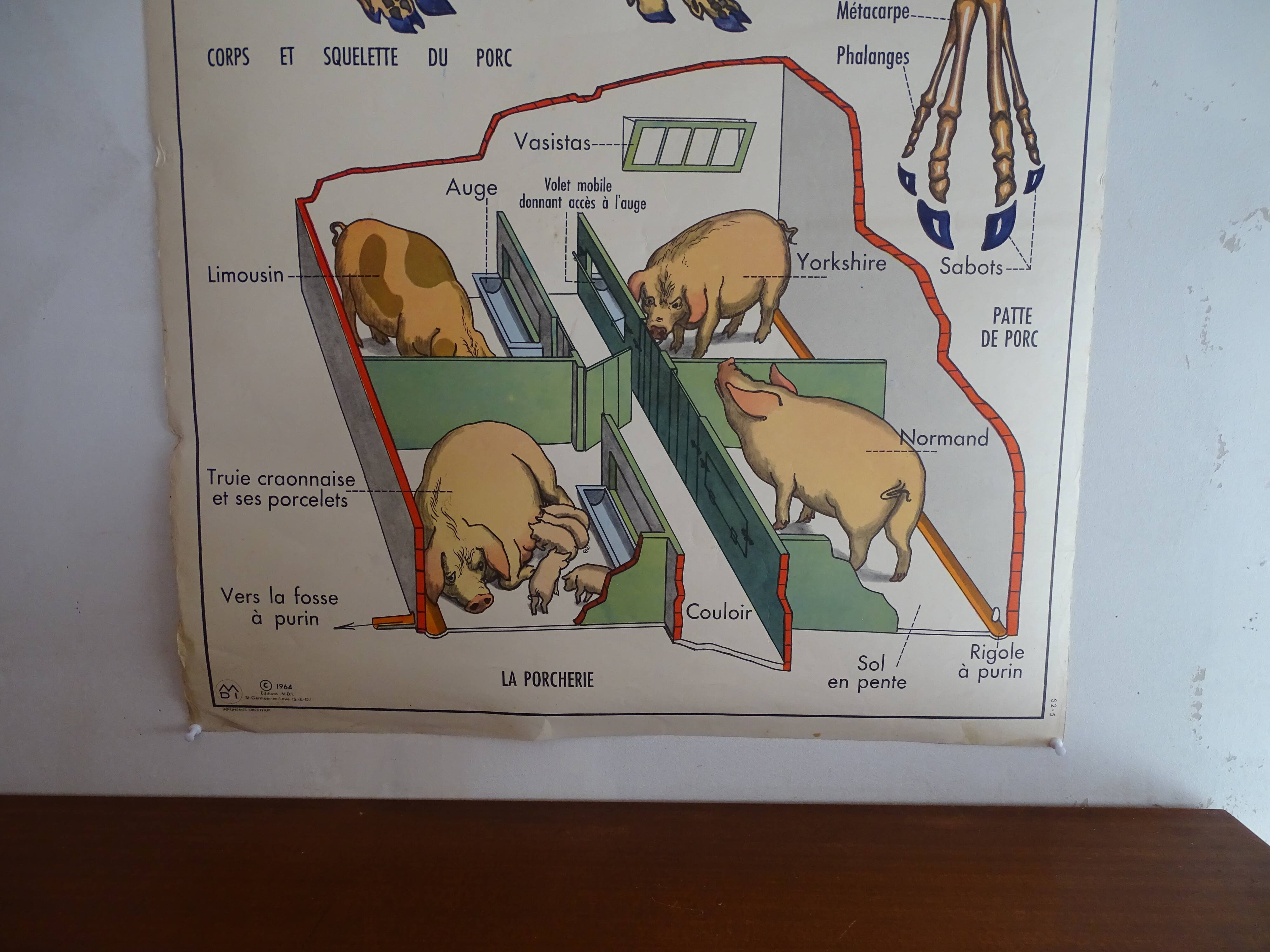 School poster on both sides anatomy the cat and pig . Edition MDI.1964