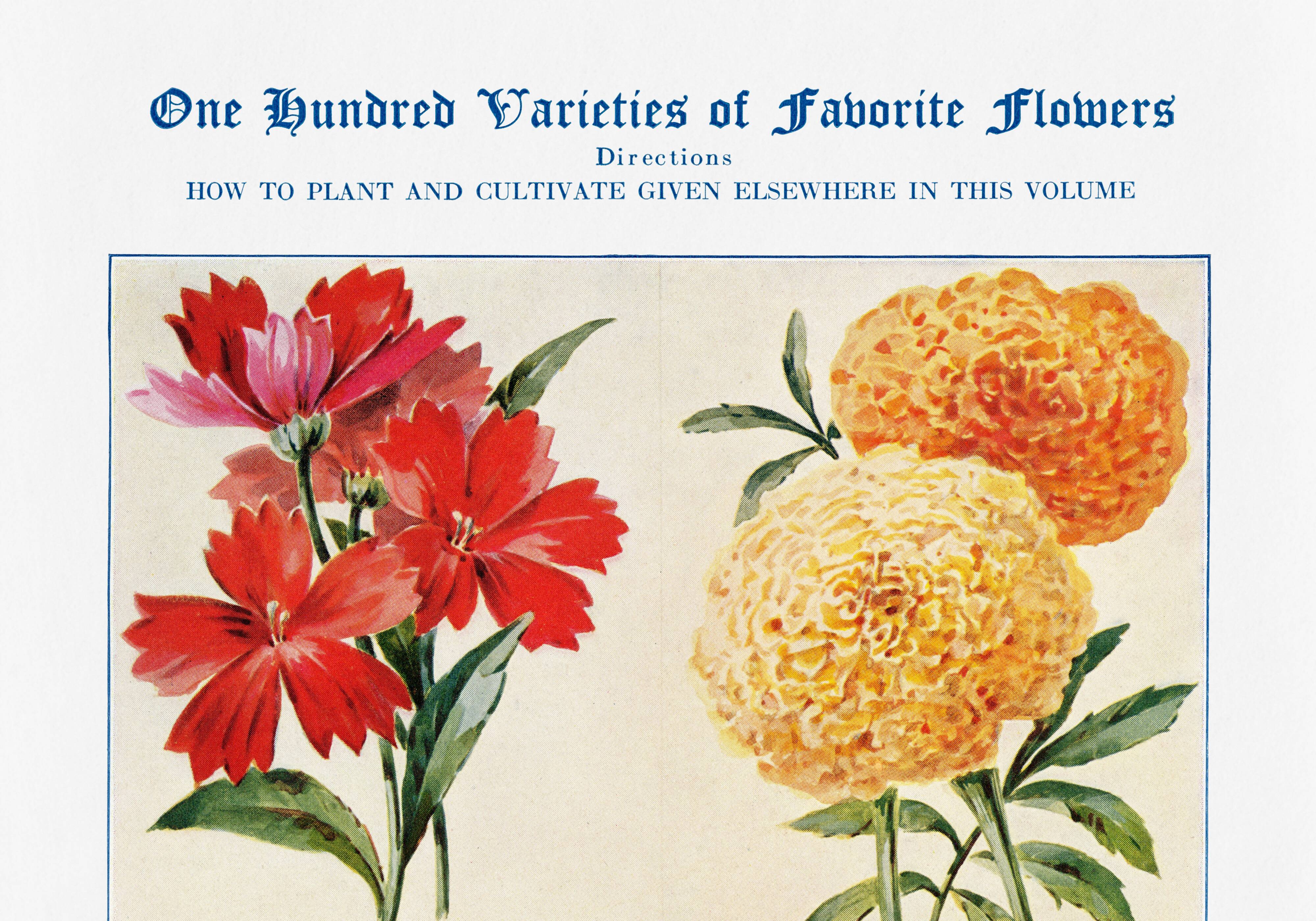 Poster about God's carnations, worries, and maurandies