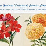 Poster about God's carnations, worries, and maurandies