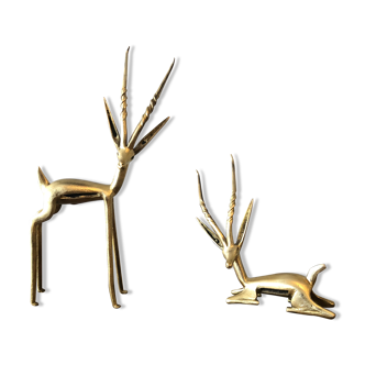 Two golden animal subjects