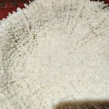Large white coral