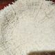 Large white coral