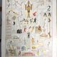 Illustration ancienne JM Vesque "Acrobates"