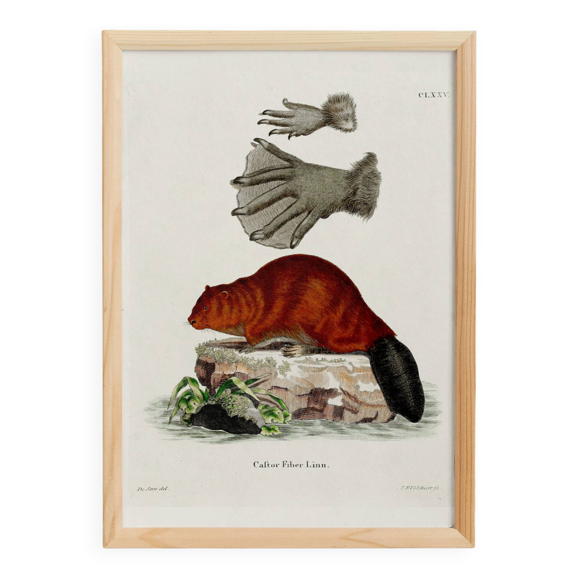 Poster about the beaver, based on an old engraving from 1774.