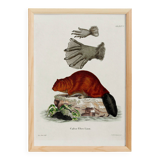 Poster about the beaver, based on an old engraving from 1774.