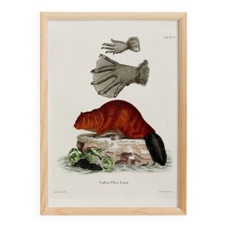 Poster about the beaver, based on an old engraving from 1774.