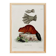 Poster about the beaver, based on an old engraving from 1774.