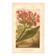 Botanical engraving from 1889 - Flowering tobacco - Lithographic flower plate