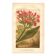Botanical engraving from 1889 - Flowering tobacco - Lithographic flower plate