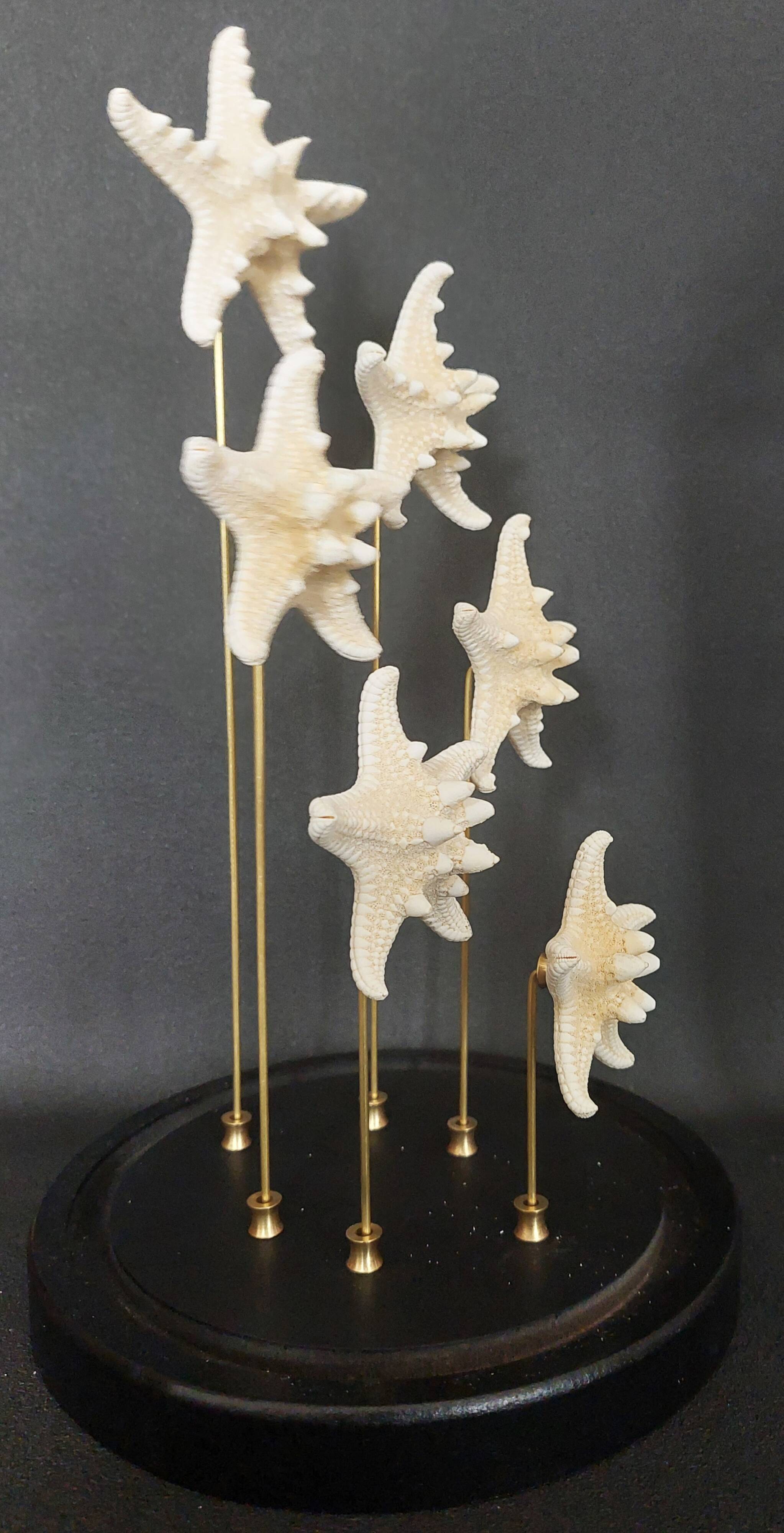Cabinet de Curiosités globe aux étoiles de mer protoreaster nodosus