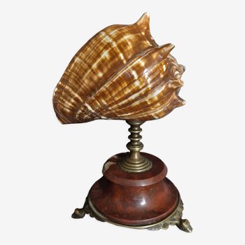 Cabinet of Curiosities shell melongena melongena on pedestal