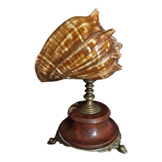 Cabinet of Curiosities shell melongena melongena on pedestal