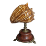 Cabinet of Curiosities shell melongena melongena on pedestal